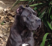 Étalon Cane Corso - Dafne della Valle dei Lord