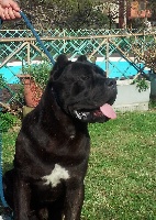 Étalon Cane Corso - Zenzero Degli elmi