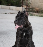 Étalon Cane Corso - Fidia Dei Molossi Aretusei