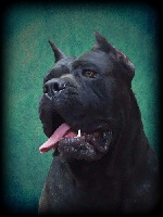 Étalon Cane Corso - CH. Unforgettable Degli elmi