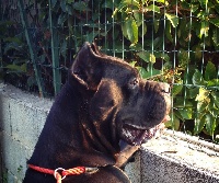 Étalon Cane Corso - Brera Dei Molossi Aretusei
