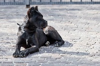 Étalon Cane Corso - Gilda della nevaia