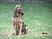 Étalon Chien de Saint-Hubert - Egérie du chateau de Saint Louis