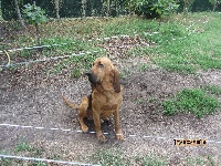 Étalon Chien de Saint-Hubert - Fébus du chateau de Saint Louis