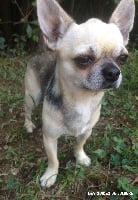 Étalon Chihuahua - Grant Des Petits Grands Bonheurs