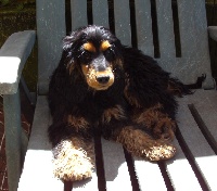 Étalon Cocker Spaniel Anglais - Gregoriane Des Plaines De Mazurie