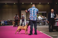 Étalon Dogue de Majorque - ideal dogs giv Gloria reina