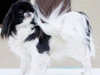 Étalon Epagneul Japonais - I'sun-gleam fantasya simsalachin of du Dieu de la Lumiere