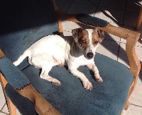 Étalon Jack Russell Terrier - Ghizmo de la Clairiere aux Cerfs