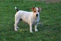 Étalon Jack Russell Terrier - Embrouille (Sans Affixe)