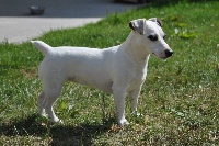 Étalon Jack Russell Terrier - Holly Des Terriers Du Large