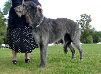 Étalon Levrier Ecossais - Good joke du Triple Bois