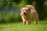 Étalon Norfolk Terrier - boomer Nibble