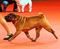 Étalon Shar Pei - CH. Jade east Man in the mirror