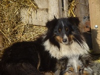 Étalon Shetland Sheepdog - Inop-inée Du taillis du houx