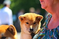 Étalon Shiba - Janis joplin des portes de la moria