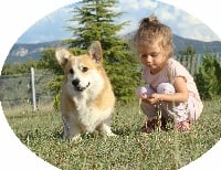 Étalon Welsh Corgi Pembroke - Jarod Des Tommyknockers