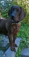 Étalon chien de Rouge de Hanovre - Ibiza de l'Etang des Chaumes