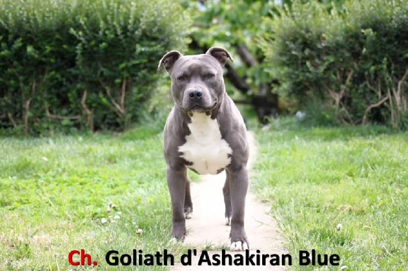 CH. Goliath d'Ashakiran Blue
