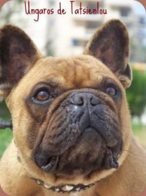 Ungaros De tatsienlou