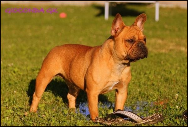 Giaconda de gran kahuna