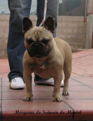 Morgana de señorio de muriel