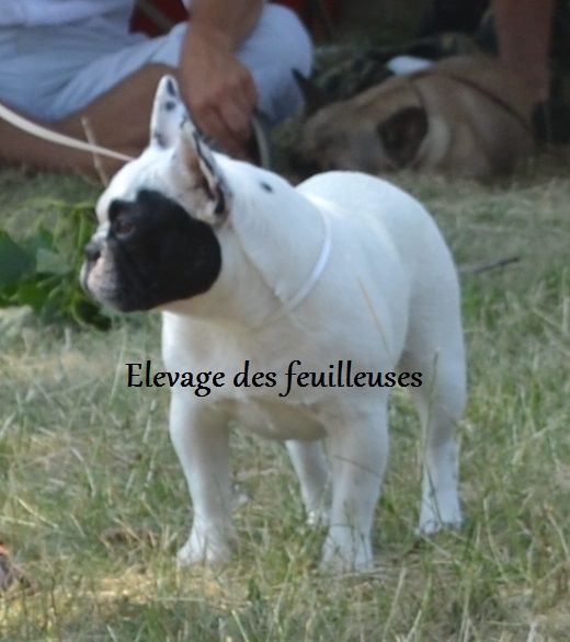 Publication : des Feuilleuses Auteur : Masson Isa