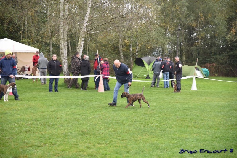 Lassie Du Haras Des Fougeres