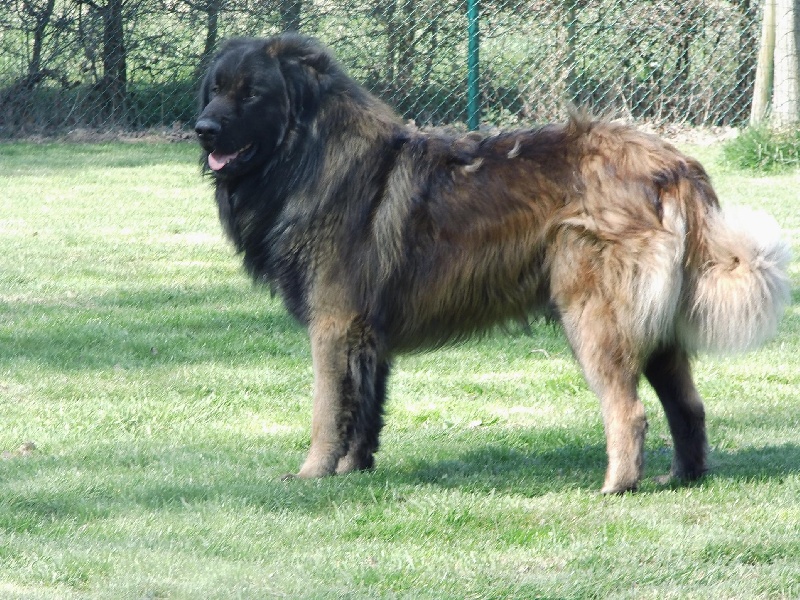 Publication : Veilleur Des Fichaux Auteur : Veilleur des Fichaux