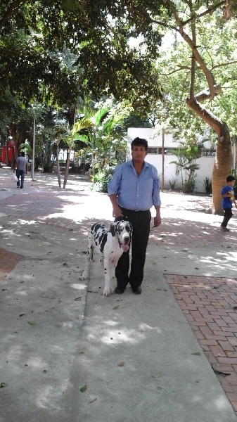 Publication : Dogos Alemanes D'Acepa Auteur : PATRICIA MARTINEZ