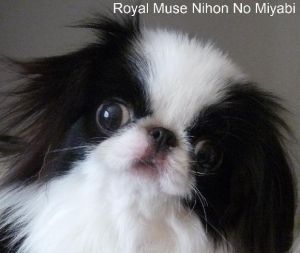 royal muse jp Nihon no miyabi