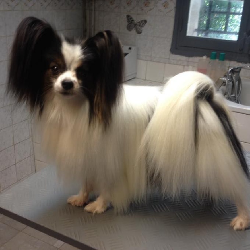 Publication : de clairdouy 