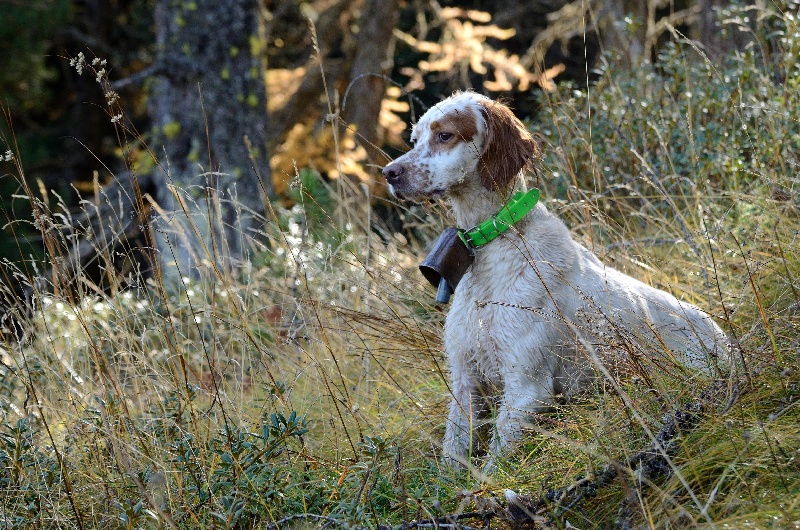 TR. CH. Harley des sagnes des mille sources