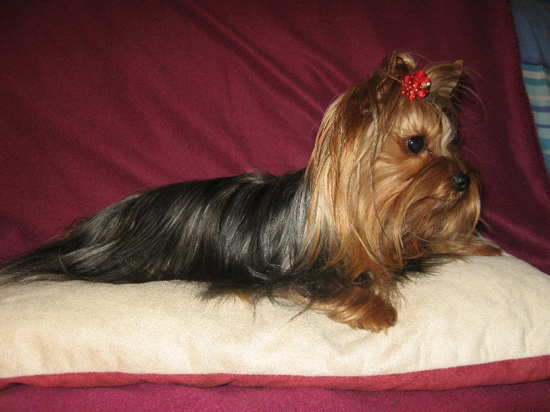 Publication : (Sans Affixe) Auteur : La mini Ferme Normande