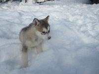Étalon Alaskan Malamute - Jerika the foreign of Greystone Shadow