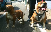 Étalon American Staffordshire Terrier - Joy Of Christal Heart'S