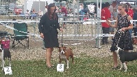 Étalon American Staffordshire Terrier - Jenny Of Christal Heart'S