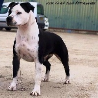 Étalon American Staffordshire Terrier - CH. French Touch Edition Justice