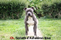 Étalon American Staffordshire Terrier - CH. Goliath d'Ashakiran Blue