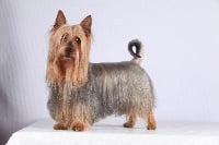 Étalon Australian Silky Terrier - CH. Dady dark moore de l'Edenland