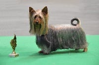 Étalon Australian Silky Terrier - CH. Daisy dark angel de l'Edenland