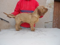 Étalon Basset fauve de Bretagne - Jad De La Forêt Des Sources