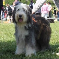 Étalon Bearded Collie - Jolly-jolie-môme Du moulin de l' auray