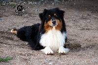 Étalon Berger Australien - Guëlwe dog show navajo de l'Attrapeur de rêves