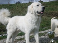 Étalon Berger de Podhale - Tatra - Largo luzak nutrena