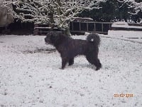 Étalon Bouvier des Flandres - (Sans Affixe) Igor de la plaine des flandres