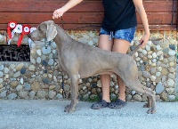 Étalon Braque de Weimar - CH. Just grey mim's von silberweiss jäger