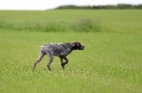 Étalon Braque français, type Pyrenees (petite taille) - Joris dit jam De Galeaven