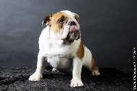 Étalon Bulldog Anglais - Exclusive Bull Naturale beauty victoria