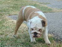 Étalon Bulldog Anglais - Myny From TBeD